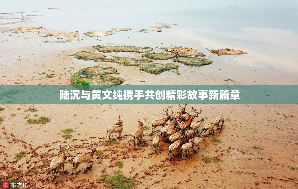 陆沉与黄文纯携手共创精彩故事新篇章