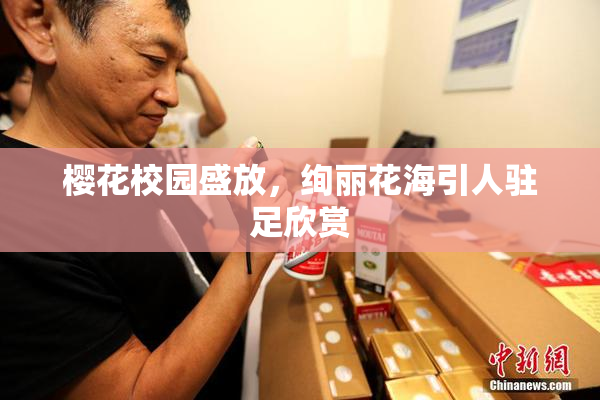 樱花校园盛放，绚丽花海引人驻足欣赏