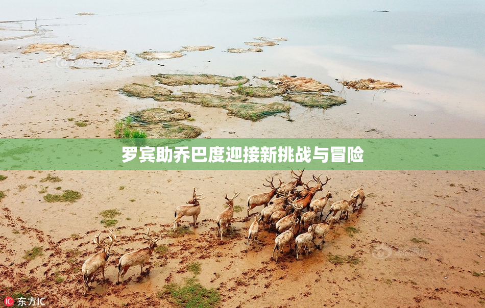 罗宾助乔巴度迎接新挑战与冒险