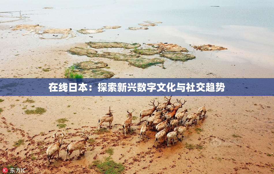 在线日本：探索新兴数字文化与社交趋势