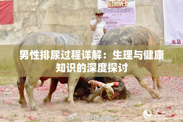 男性排尿过程详解：生理与健康知识的深度探讨