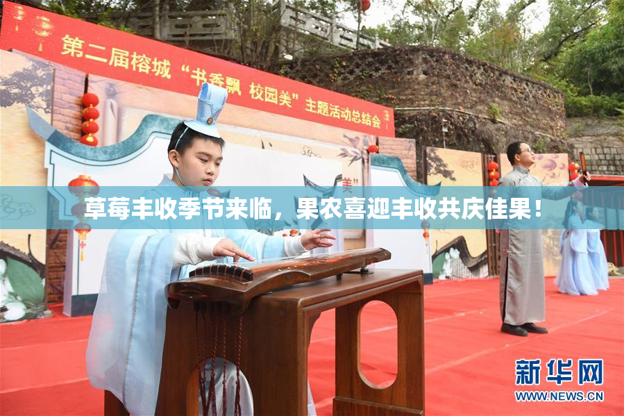 草莓丰收季节来临，果农喜迎丰收共庆佳果！