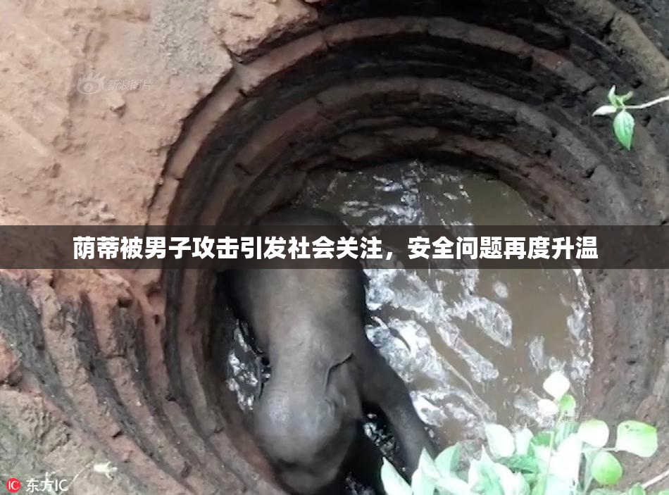 荫蒂被男子攻击引发社会关注，安全问题再度升温