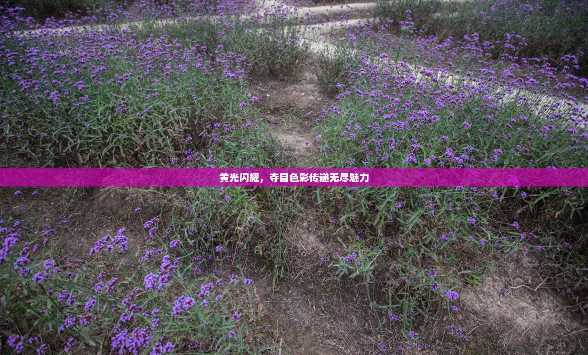 黄光闪耀，夺目色彩传递无尽魅力
