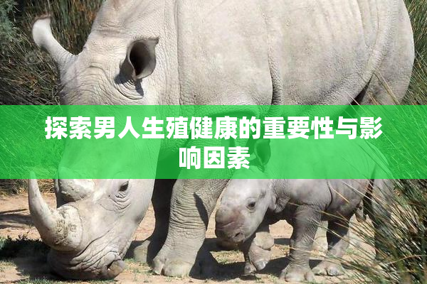 探索男人生殖健康的重要性与影响因素