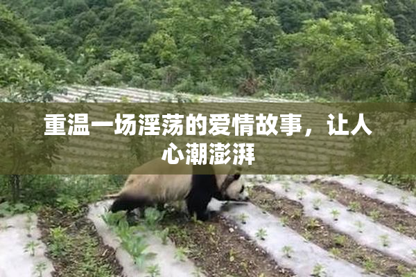 重温一场淫荡的爱情故事，让人心潮澎湃