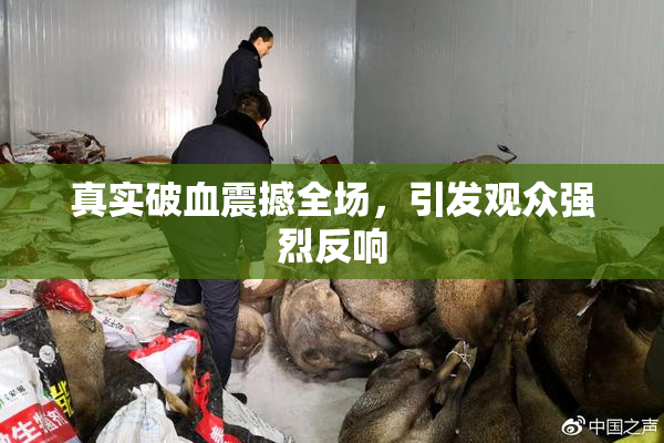 真实破血震撼全场，引发观众强烈反响