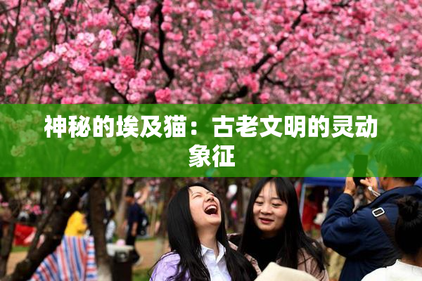 神秘的埃及猫：古老文明的灵动象征
