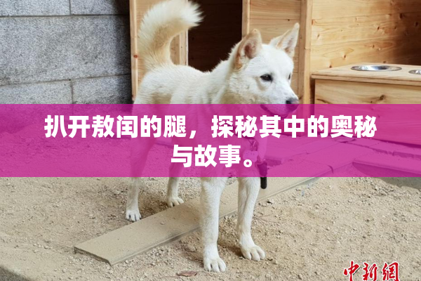 扒开敖闰的腿，探秘其中的奥秘与故事。