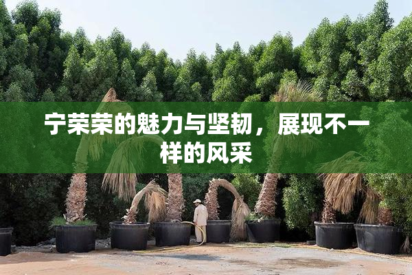 宁荣荣的魅力与坚韧，展现不一样的风采
