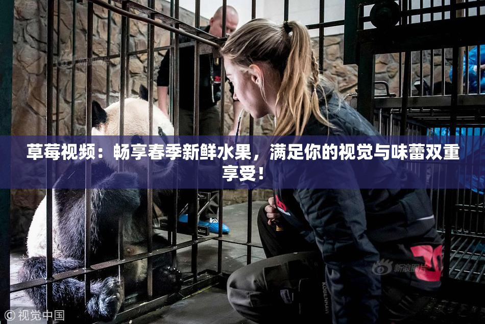 草莓视频：畅享春季新鲜水果，满足你的视觉与味蕾双重享受！