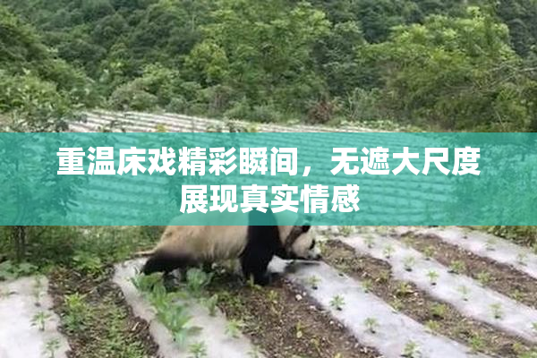 重温床戏精彩瞬间，无遮大尺度展现真实情感