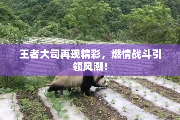 王者大司再现精彩，燃情战斗引领风潮！