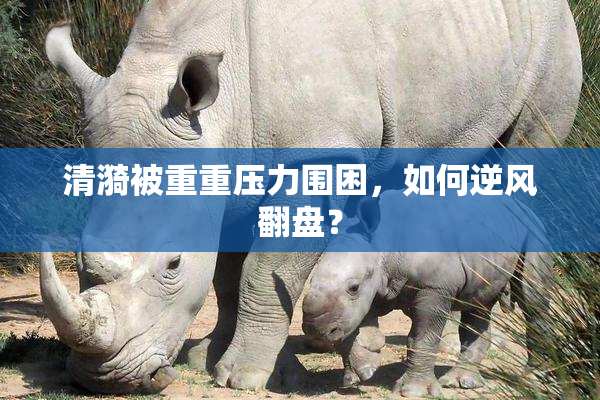 清漪被重重压力围困，如何逆风翻盘？