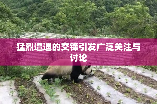 猛烈遭遇的交锋引发广泛关注与讨论