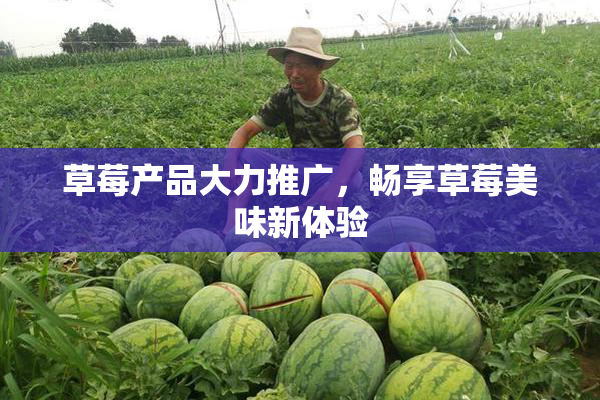 草莓产品大力推广，畅享草莓美味新体验