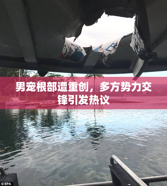 男宠根部遭重创，多方势力交锋引发热议