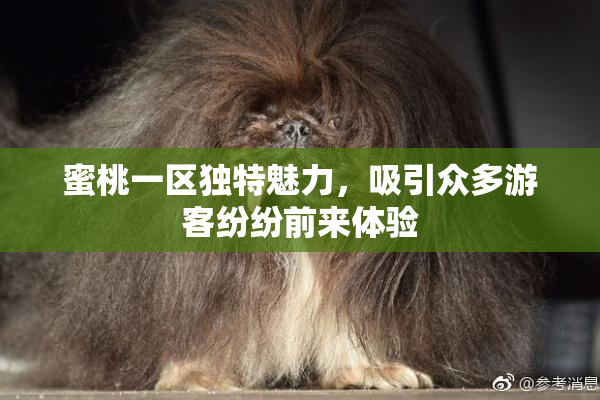 蜜桃一区独特魅力，吸引众多游客纷纷前来体验