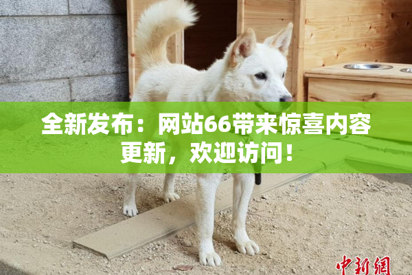 全新发布：网站66带来惊喜内容更新，欢迎访问！