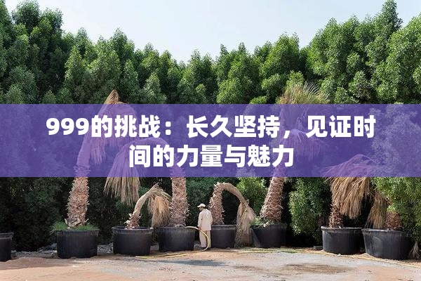999的挑战：长久坚持，见证时间的力量与魅力