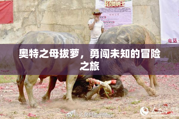 奥特之母拔萝，勇闯未知的冒险之旅