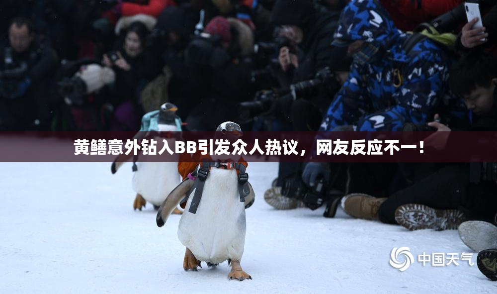 黄鳝意外钻入BB引发众人热议，网友反应不一！