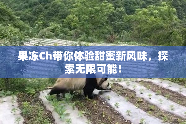果冻Ch带你体验甜蜜新风味，探索无限可能！