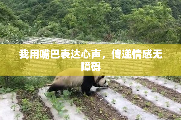 我用嘴巴表达心声，传递情感无障碍