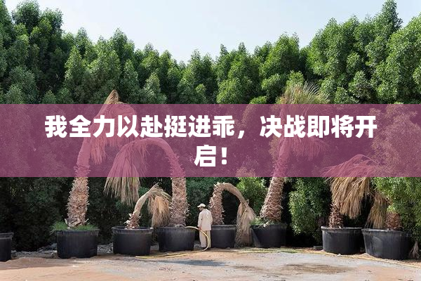 我全力以赴挺进乖，决战即将开启！