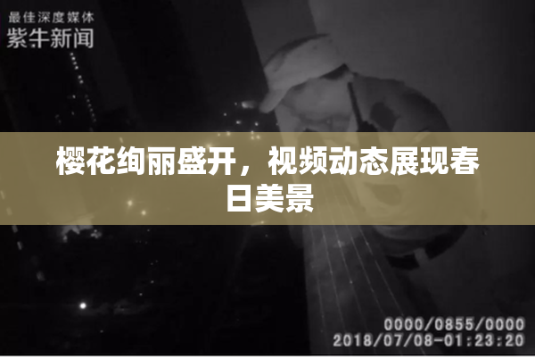 樱花绚丽盛开，视频动态展现春日美景