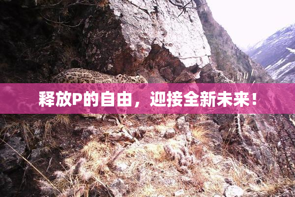 释放P的自由，迎接全新未来！