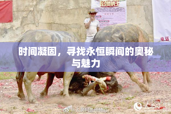 时间凝固，寻找永恒瞬间的奥秘与魅力