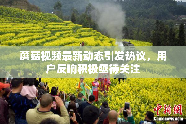 蘑菇视频最新动态引发热议，用户反响积极亟待关注