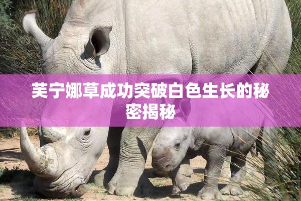 芙宁娜草成功突破白色生长的秘密揭秘