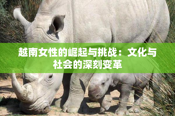 越南女性的崛起与挑战：文化与社会的深刻变革