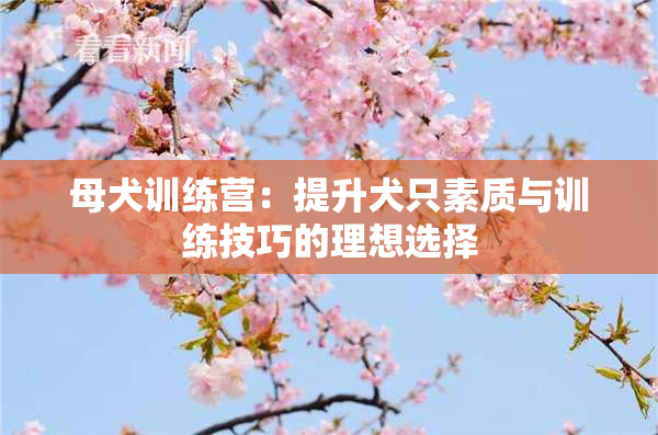 母犬训练营：提升犬只素质与训练技巧的理想选择
