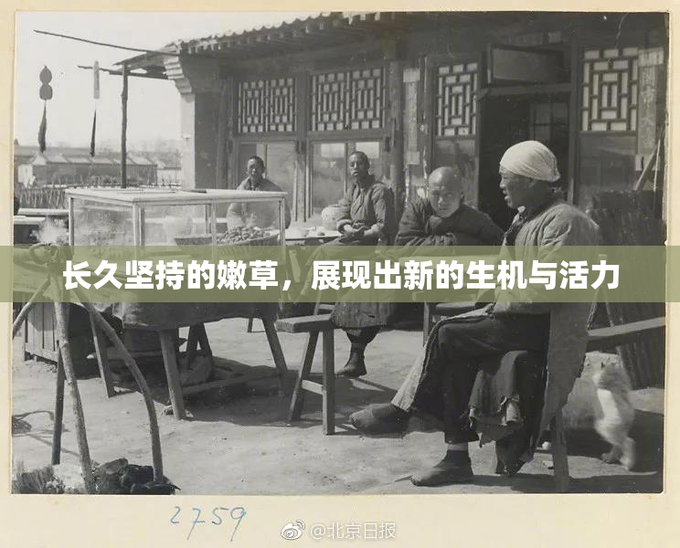 长久坚持的嫩草，展现出新的生机与活力