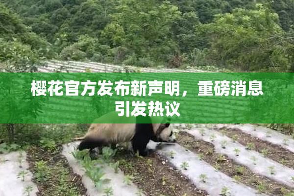 樱花官方发布新声明，重磅消息引发热议