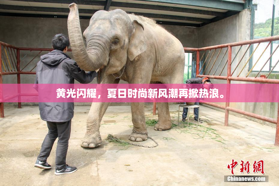 黄光闪耀，夏日时尚新风潮再掀热浪。