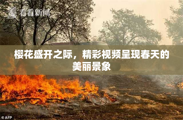 樱花盛开之际，精彩视频呈现春天的美丽景象