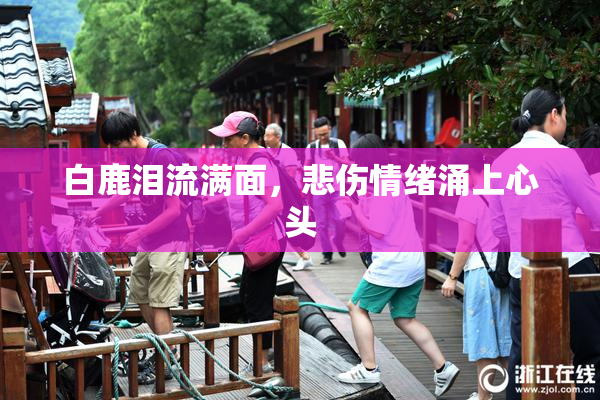 白鹿泪流满面，悲伤情绪涌上心头