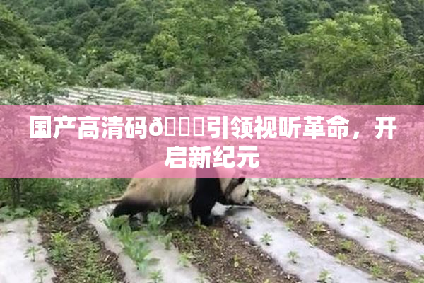国产高清码🔞引领视听革命，开启新纪元