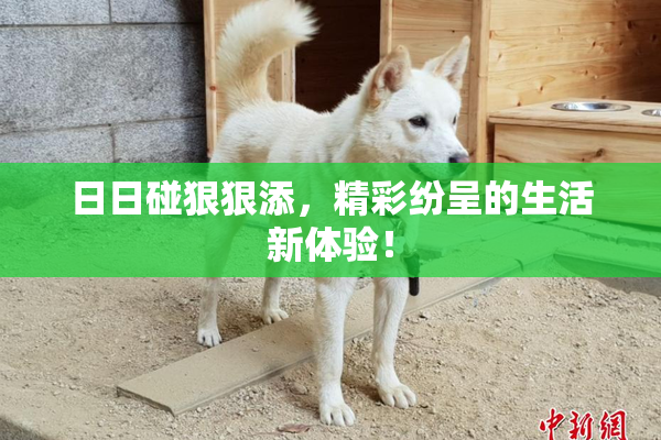 日日碰狠狠添，精彩纷呈的生活新体验！