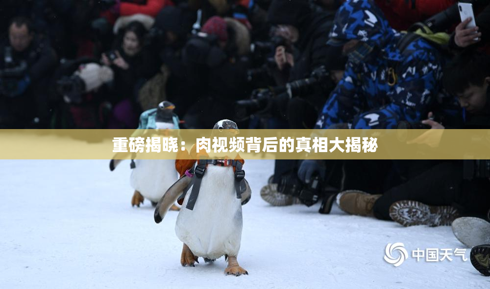 重磅揭晓：肉视频背后的真相大揭秘