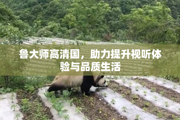 鲁大师高清国，助力提升视听体验与品质生活