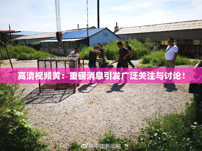 高清视频黄：重磅消息引发广泛关注与讨论！