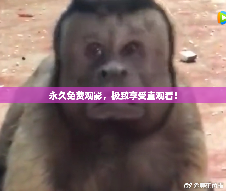 永久免费观影，极致享受直观看！