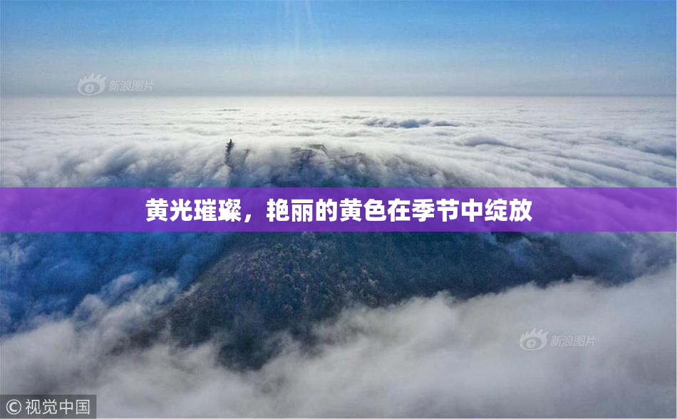 黄光璀璨，艳丽的黄色在季节中绽放