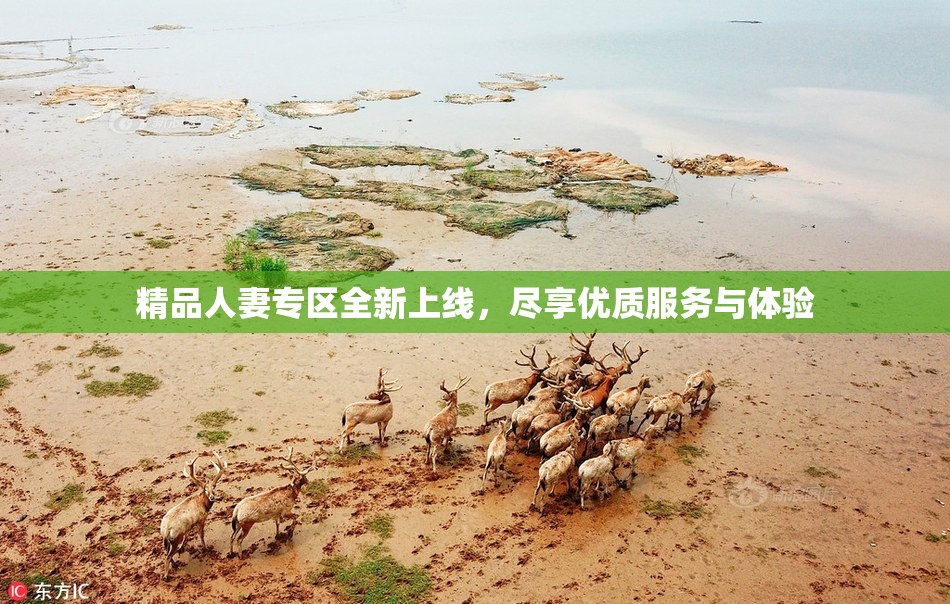 精品人妻专区全新上线，尽享优质服务与体验