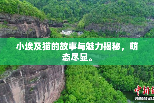 小埃及猫的故事与魅力揭秘，萌态尽显。